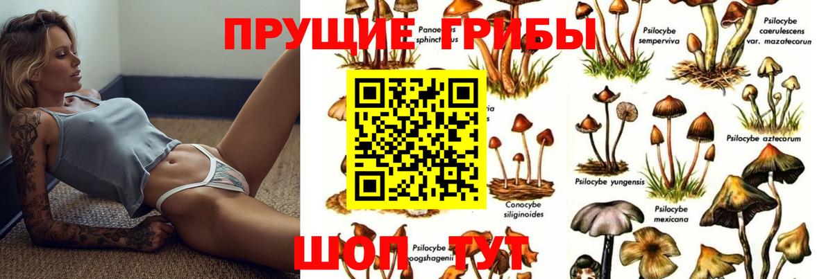 Александров  Псилоцибиновые грибы прущие грибы  как найти закладки  Вход с VPN 